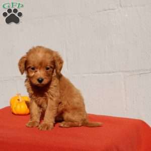 Vayda, Mini Goldendoodle Puppy